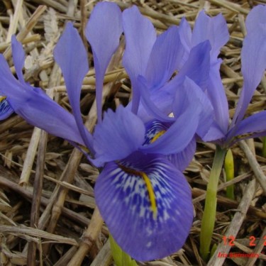 Iris histrioides 'Angel's Tears'