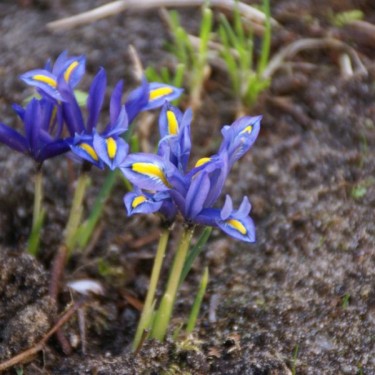 Iris hyrcana