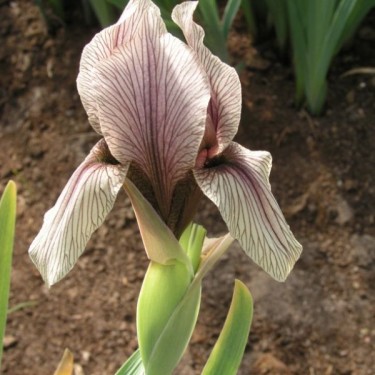 Iris korolkowii Iris korolkowii