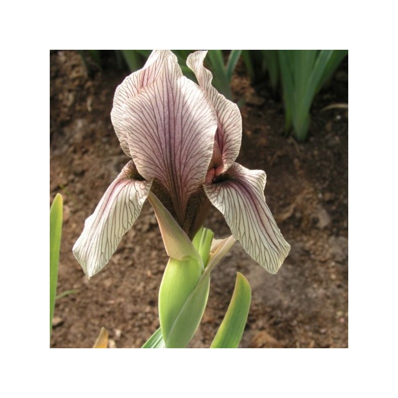 Iris korolkowii Iris korolkowii