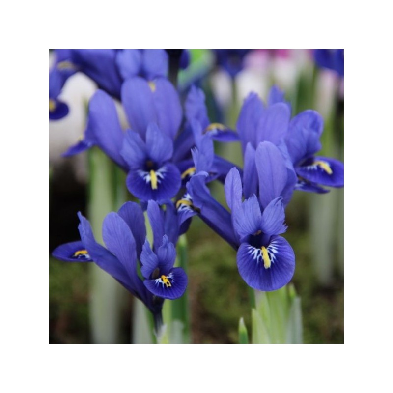 Iris reticulata 'Harmony' Iris reticulata 'Harmony'