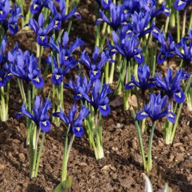 Iris reticulata 'Harmony' Iris reticulata 'Harmony'