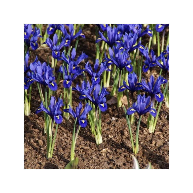 Iris reticulata 'Harmony' Iris reticulata 'Harmony'