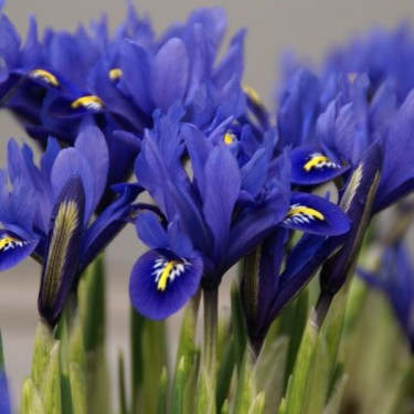 Iris reticulata 'Harmony' Iris reticulata 'Harmony'