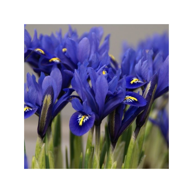 Iris reticulata 'Harmony' Iris reticulata 'Harmony'