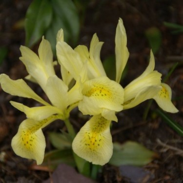 Iris winogradowii