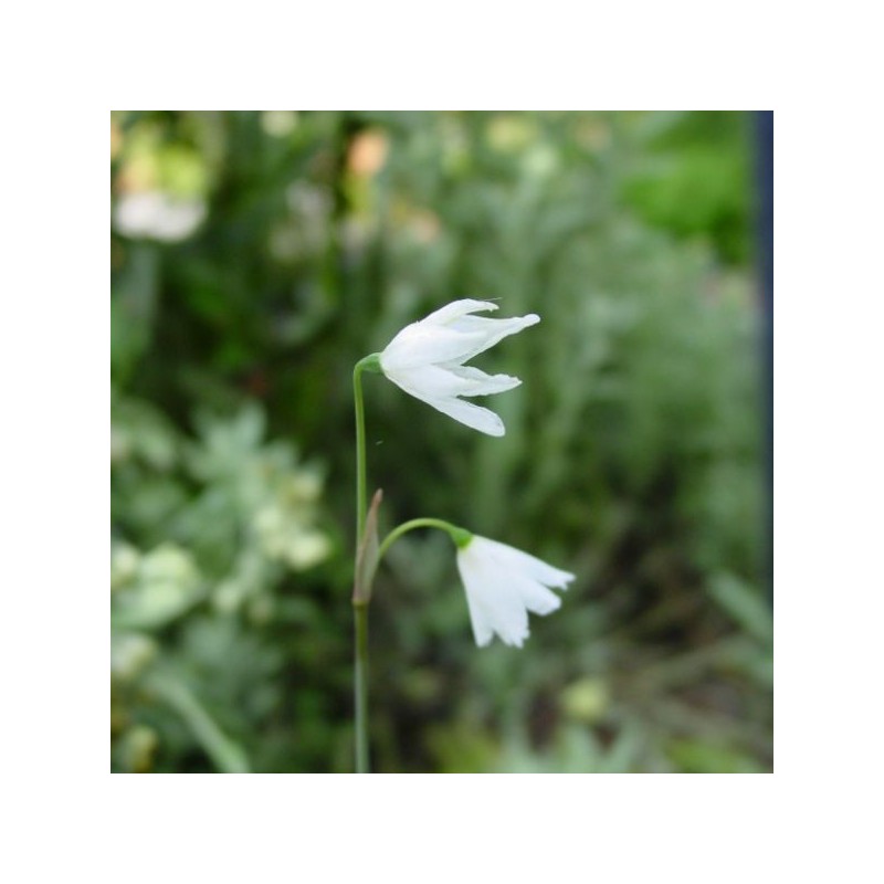 Acis autumnalis 'September Snow'