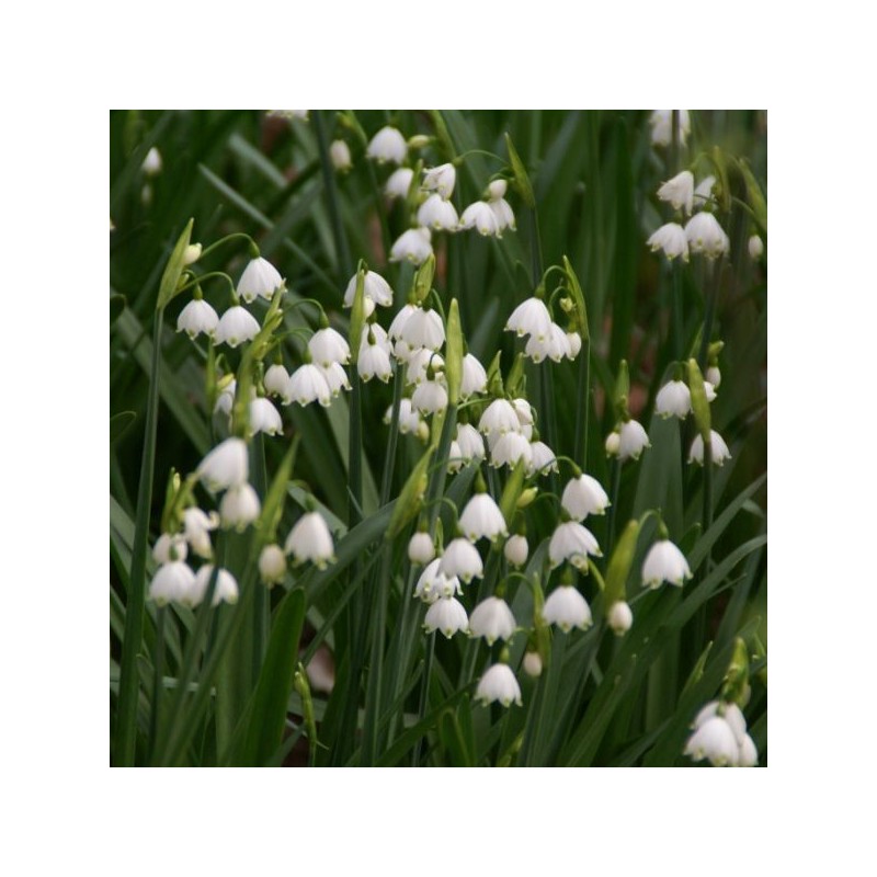 Leucojum aestivum Leucojum aestivum