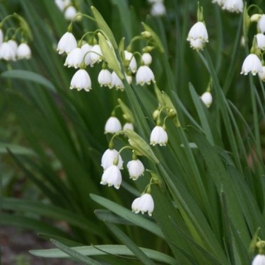 Leucojum aestivum Leucojum aestivum