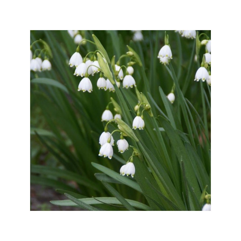 Leucojum aestivum Leucojum aestivum