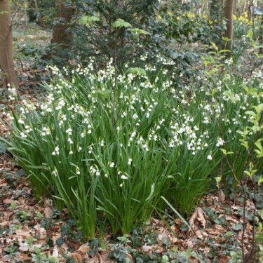 Leucojum aestivum Leucojum aestivum