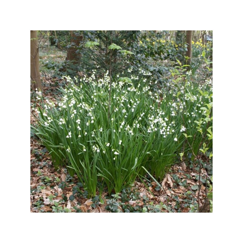 Leucojum aestivum Leucojum aestivum