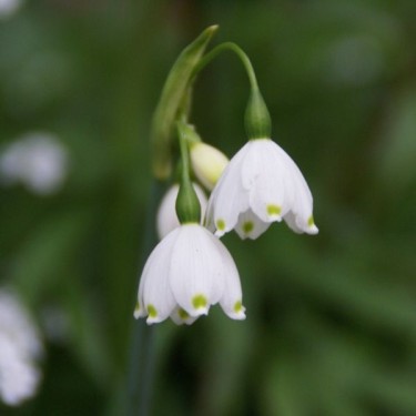 Leucojum aestivum 'Gravetye Giant' Leucojum aestivum 'Gravetye Giant'