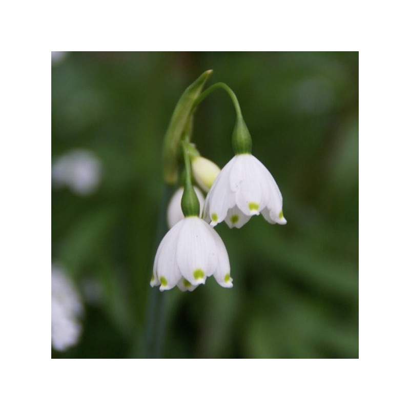Leucojum aestivum 'Gravetye Giant' Leucojum aestivum 'Gravetye Giant'