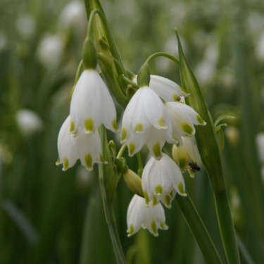 Leucojum aestivum 'Gravetye Giant' Leucojum aestivum 'Gravetye Giant'