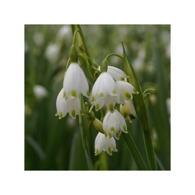 Leucojum aestivum 'Gravetye Giant' Leucojum aestivum 'Gravetye Giant'