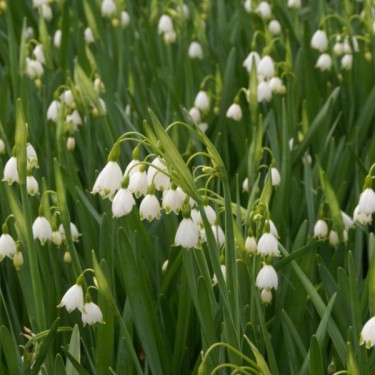 Leucojum aestivum 'Gravetye Giant' Leucojum aestivum 'Gravetye Giant'
