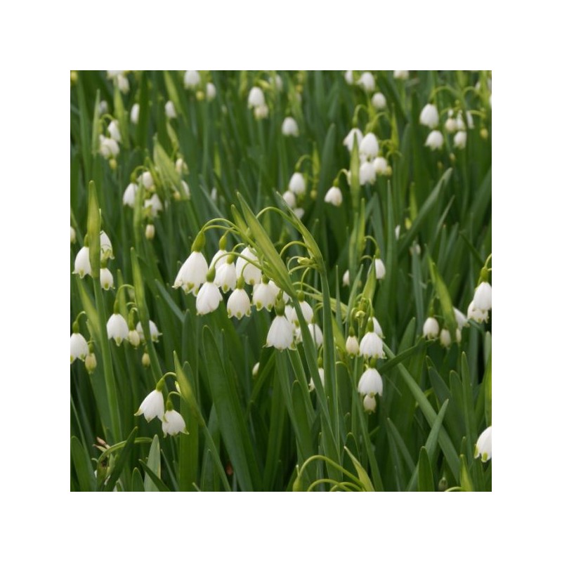 Leucojum aestivum 'Gravetye Giant' Leucojum aestivum 'Gravetye Giant'