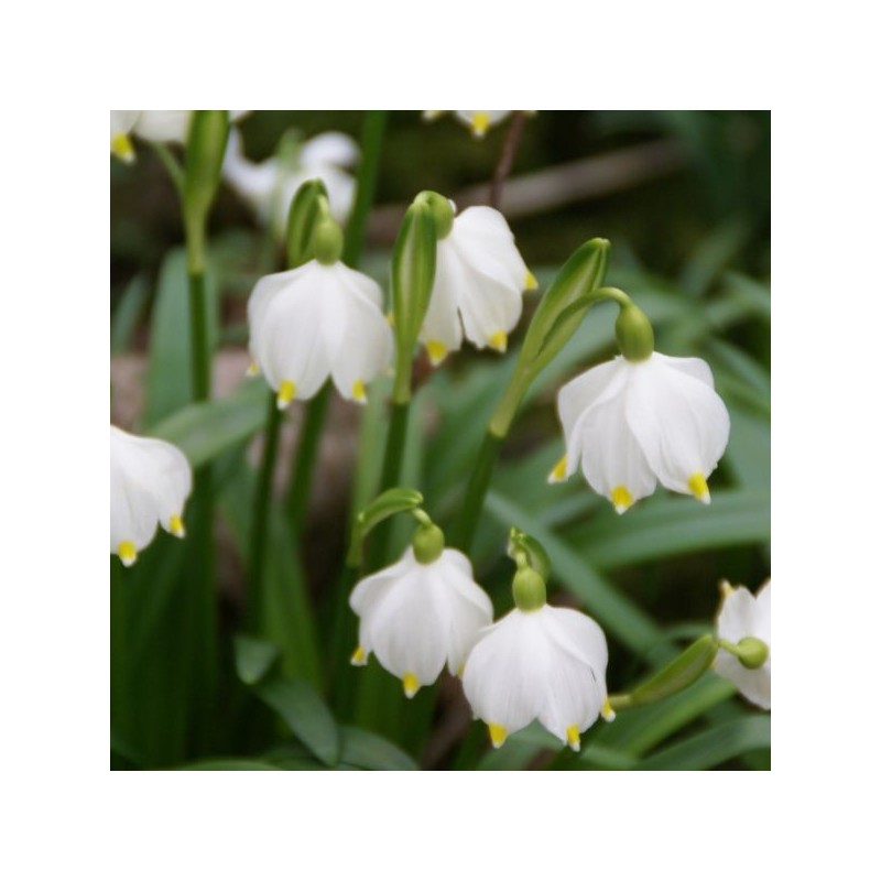 Leucojum vernum Leucojum vernum