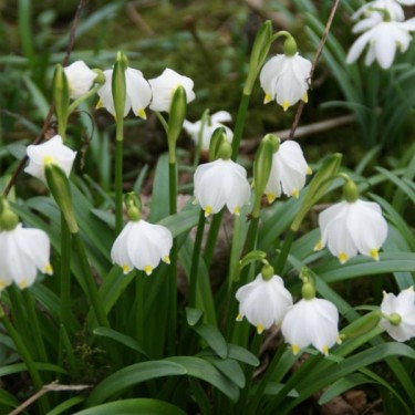 Leucojum vernum Leucojum vernum