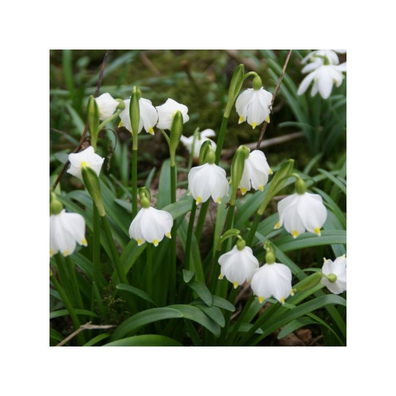 Leucojum vernum Leucojum vernum