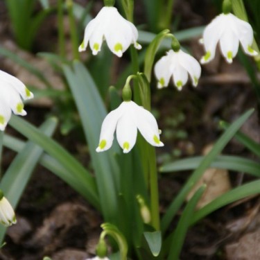 Leucojum vernum Leucojum vernum