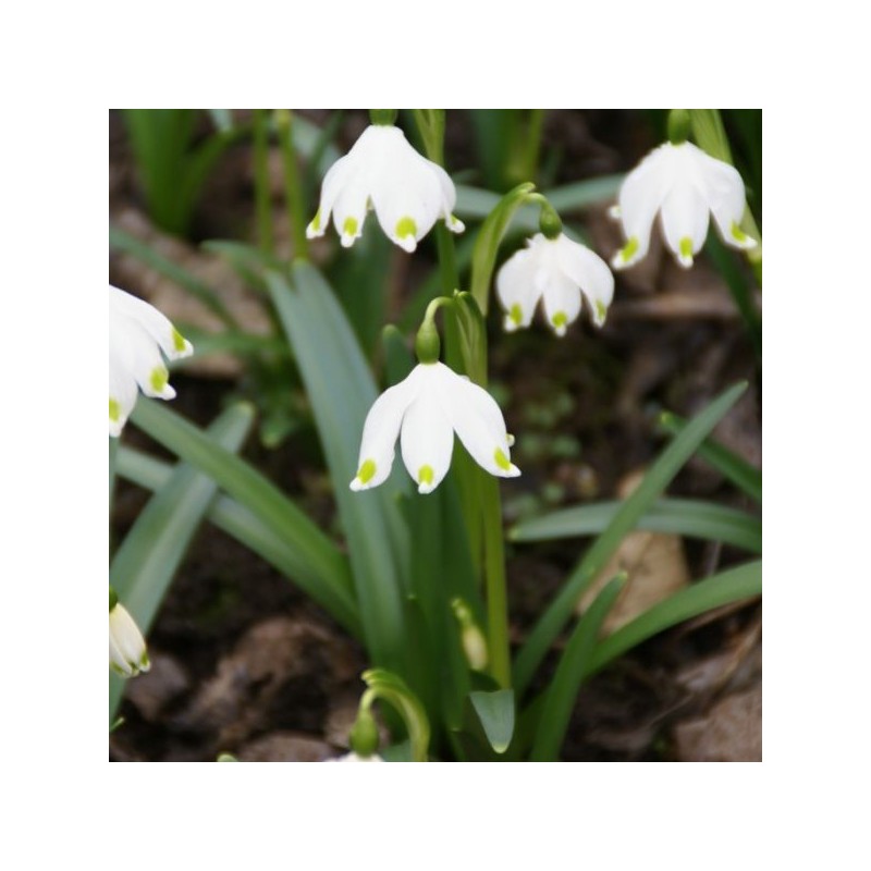 Leucojum vernum Leucojum vernum
