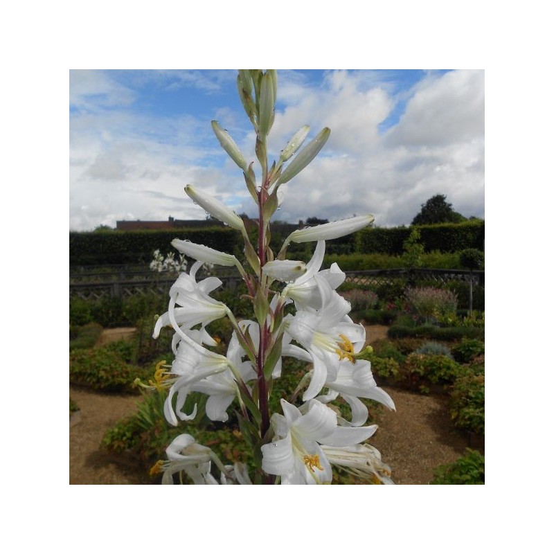 Lilium candidum Lilium candidum