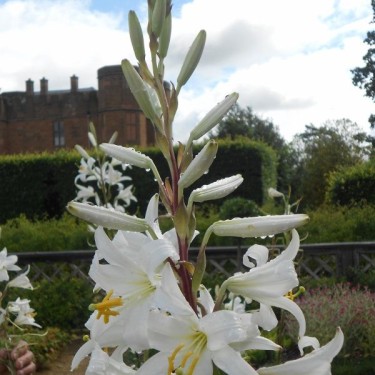 Lilium candidum Lilium candidum