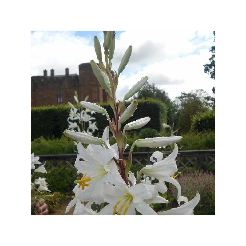 Lilium candidum Lilium candidum