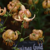 Lilium 'Guinea Gold'