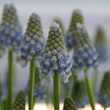 Muscari 'Peppermint' Muscari 'Peppermint'