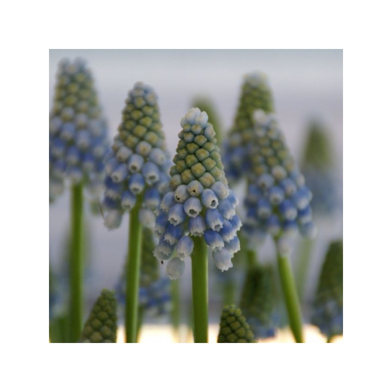 Muscari 'Peppermint' Muscari 'Peppermint'