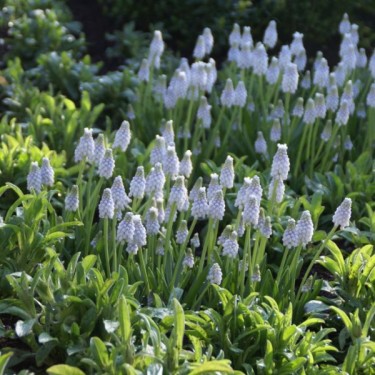 Muscari 'Peppermint' Muscari 'Peppermint'
