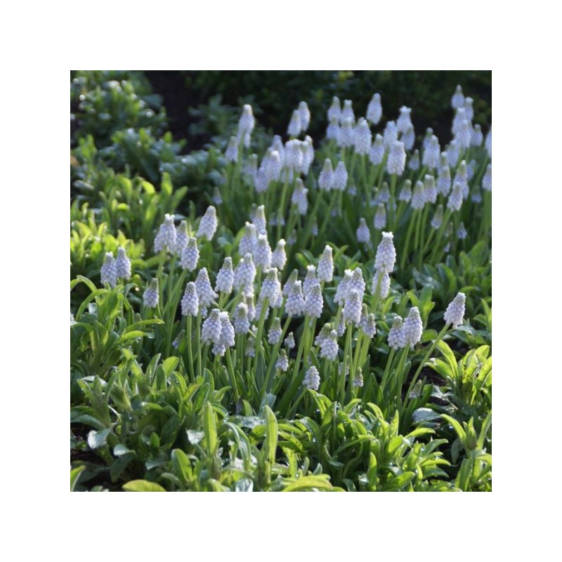 Muscari 'Peppermint' Muscari 'Peppermint'