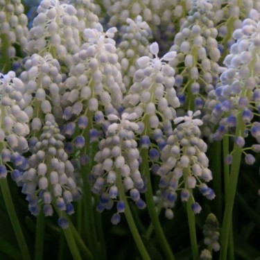 Muscari 'Peppermint' Muscari 'Peppermint'