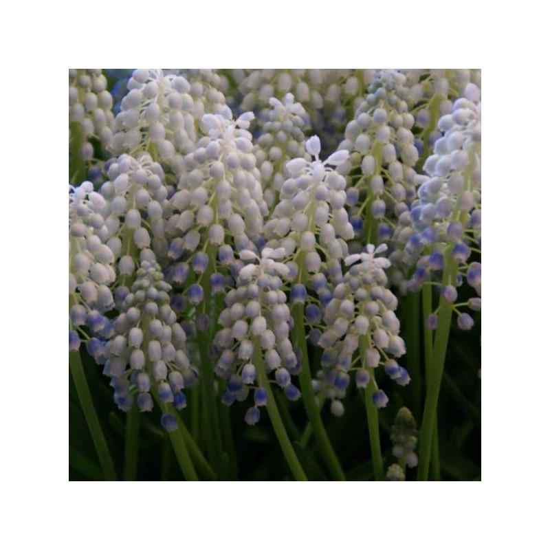 Muscari 'Peppermint' Muscari 'Peppermint'