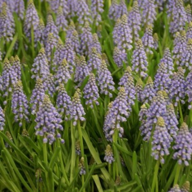 Muscari armeniacum Muscari armeniacum