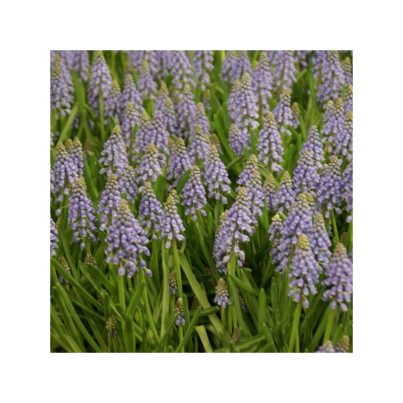 Muscari armeniacum Muscari armeniacum