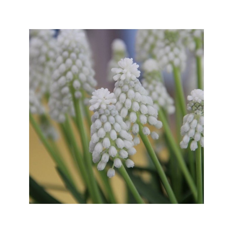 Muscari armeniacum 'Siberian Tiger'
