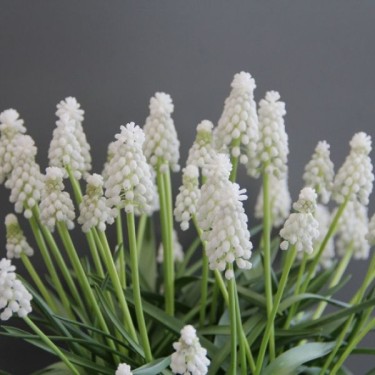 Muscari armeniacum 'Siberian Tiger'