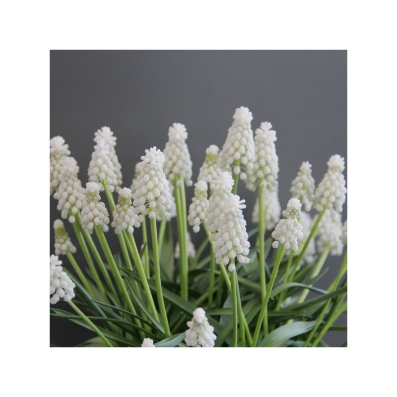 Muscari armeniacum 'Siberian Tiger'