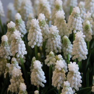 Muscari armeniacum 'Siberian Tiger'