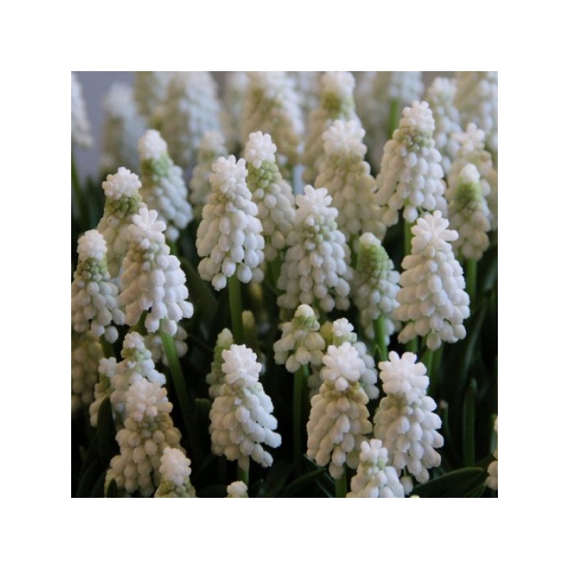 Muscari armeniacum 'Siberian Tiger'