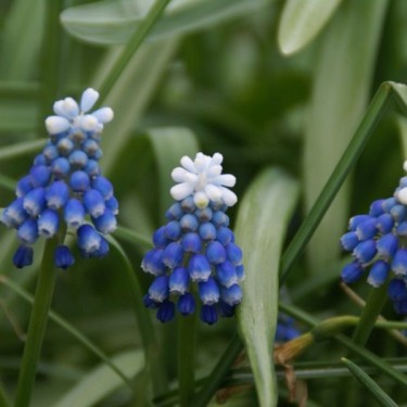 Muscari aucheri 'Mount Hood'