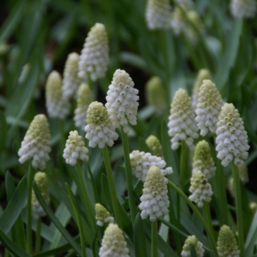 Muscari aucheri 'White Magic' Muscari aucheri 'White Magic'