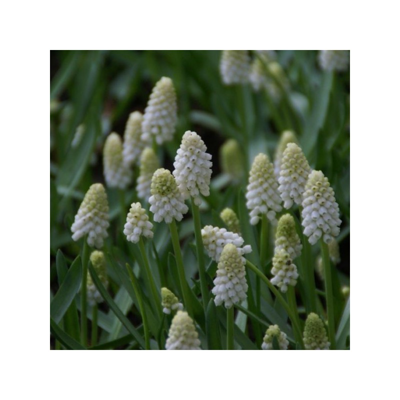 Muscari aucheri 'White Magic' Muscari aucheri 'White Magic'