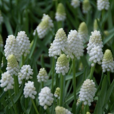 Muscari aucheri 'White Magic' Muscari aucheri 'White Magic'