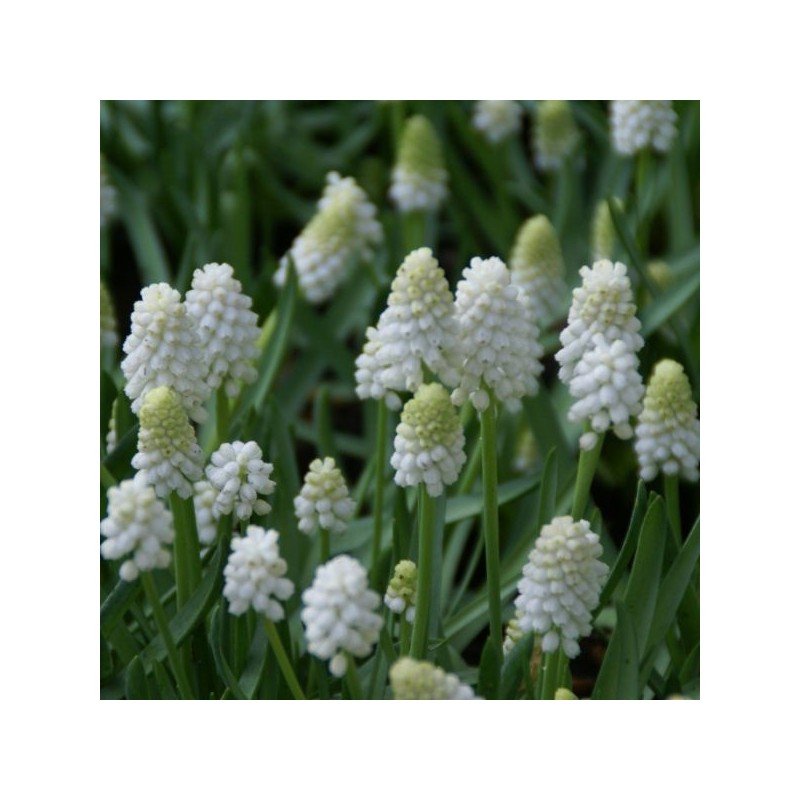 Muscari aucheri 'White Magic' Muscari aucheri 'White Magic'