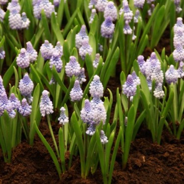 Muscari azureum Muscari azureum